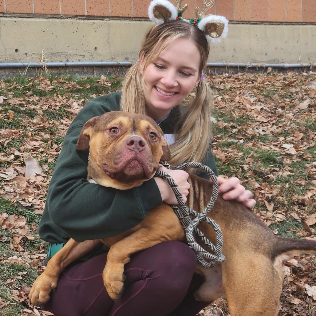 Enlarge Gino, a Adoptable Pit Bull Terrier in Chicago, IL image 1/6
