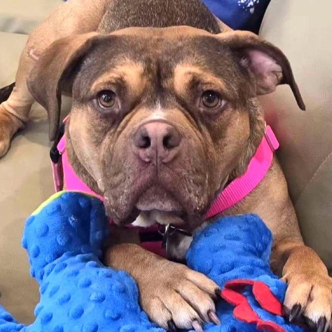 Gino, Adoptable, Adult Male Pit Bull Terrier.