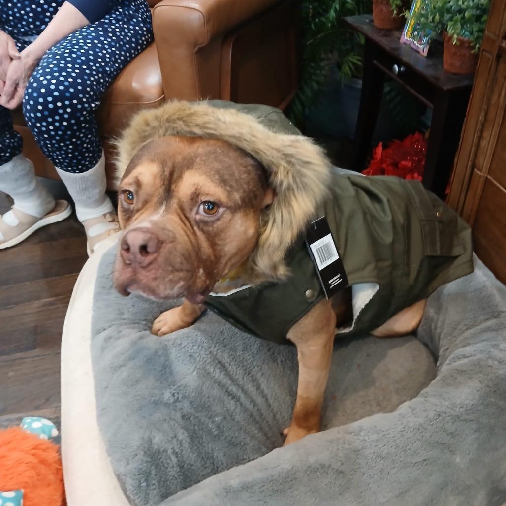 Enlarge Gino, a Adoptable Pit Bull Terrier in Chicago, IL image 5/6