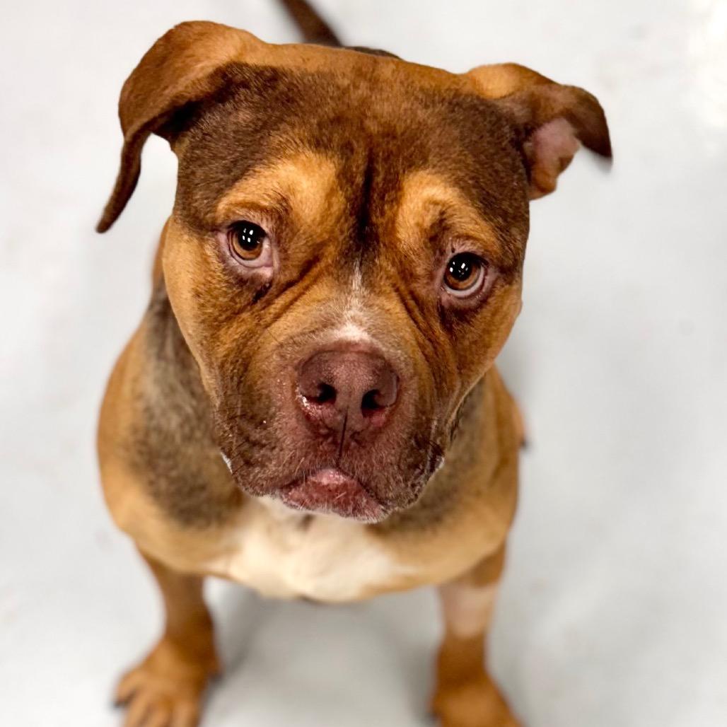 Enlarge Gino, a Adoptable Pit Bull Terrier in Chicago, IL image 6/6