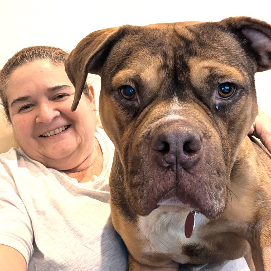 Enlarge Gino, a Adoptable Pit Bull Terrier in Chicago, IL image 6/6