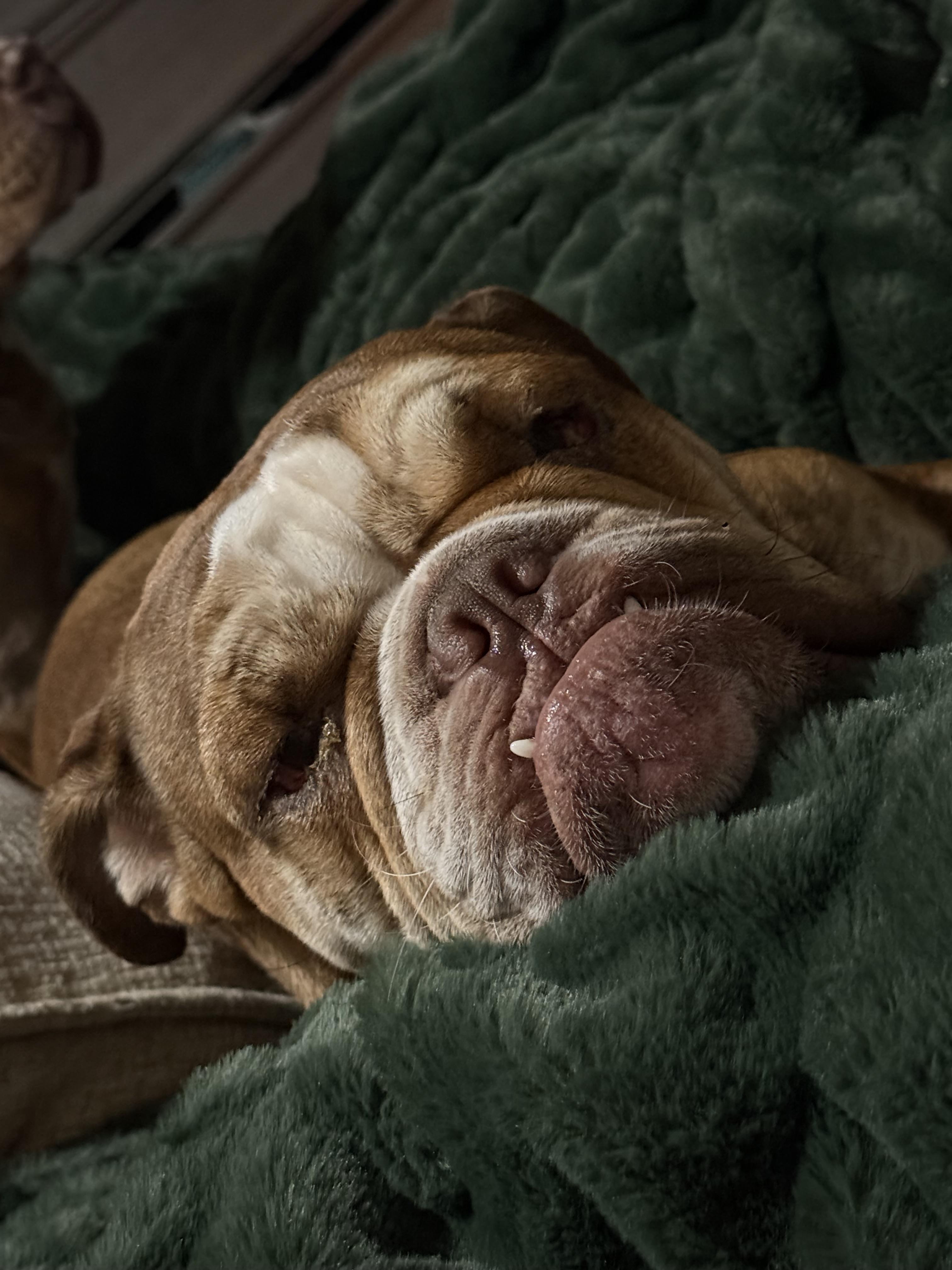 Frannie, Adopted, Adult Female English Bulldog.