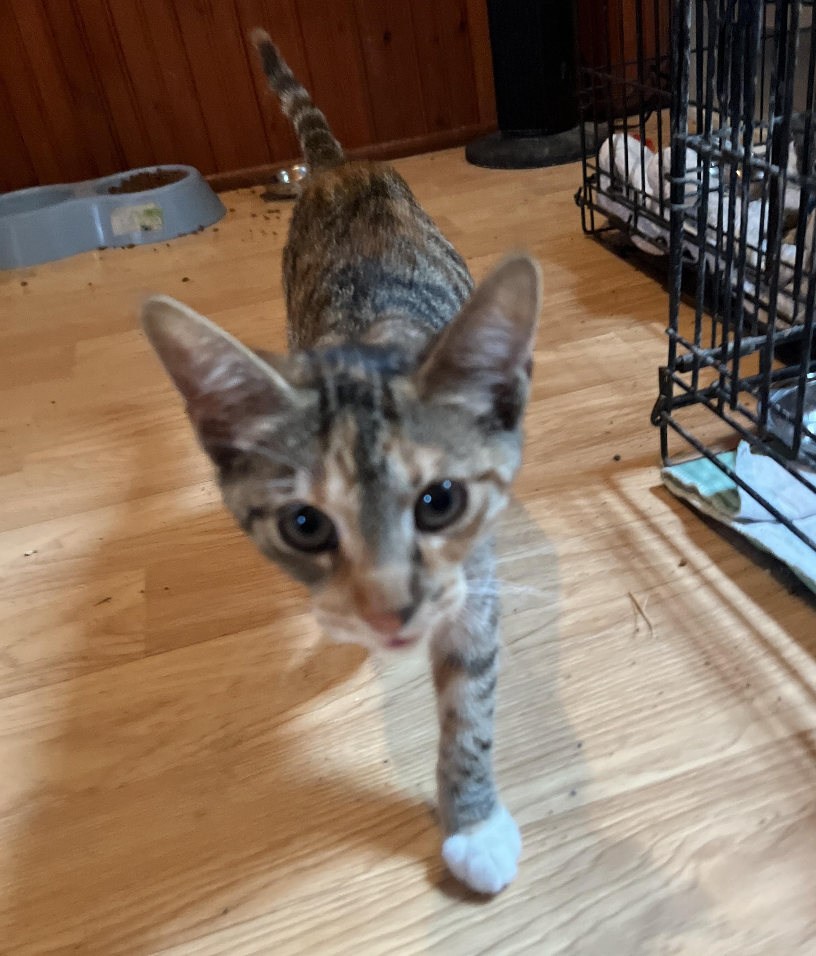 Heather, Adoptable, Kitten Female American Shorthair.