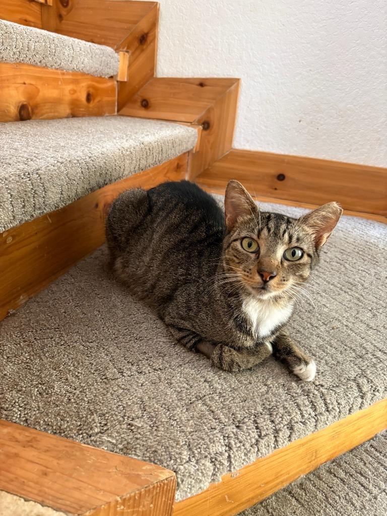 Sir Winston, Adoptable, Adult Male Domestic Short Hair.