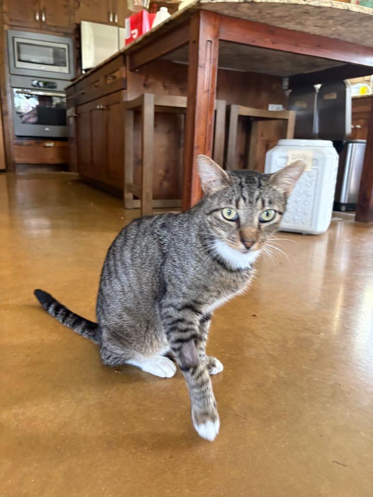 Enlarge Sir Winston, a Adoptable mixed breed in New Braunfels, TX image 2/6