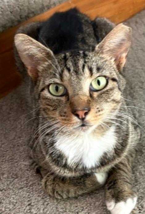 Enlarge Sir Winston, a Adoptable mixed breed in New Braunfels, TX image 5/6