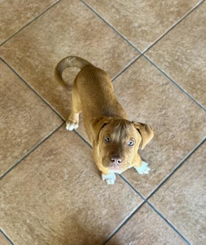 Enlarge Lucca, a ADOPTABLE mixed breed in Haltom City, TX image 2/2