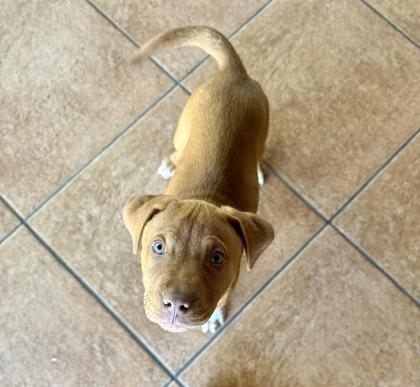 Enlarge Lucca, a ADOPTABLE mixed breed in Haltom City, TX image 1/2