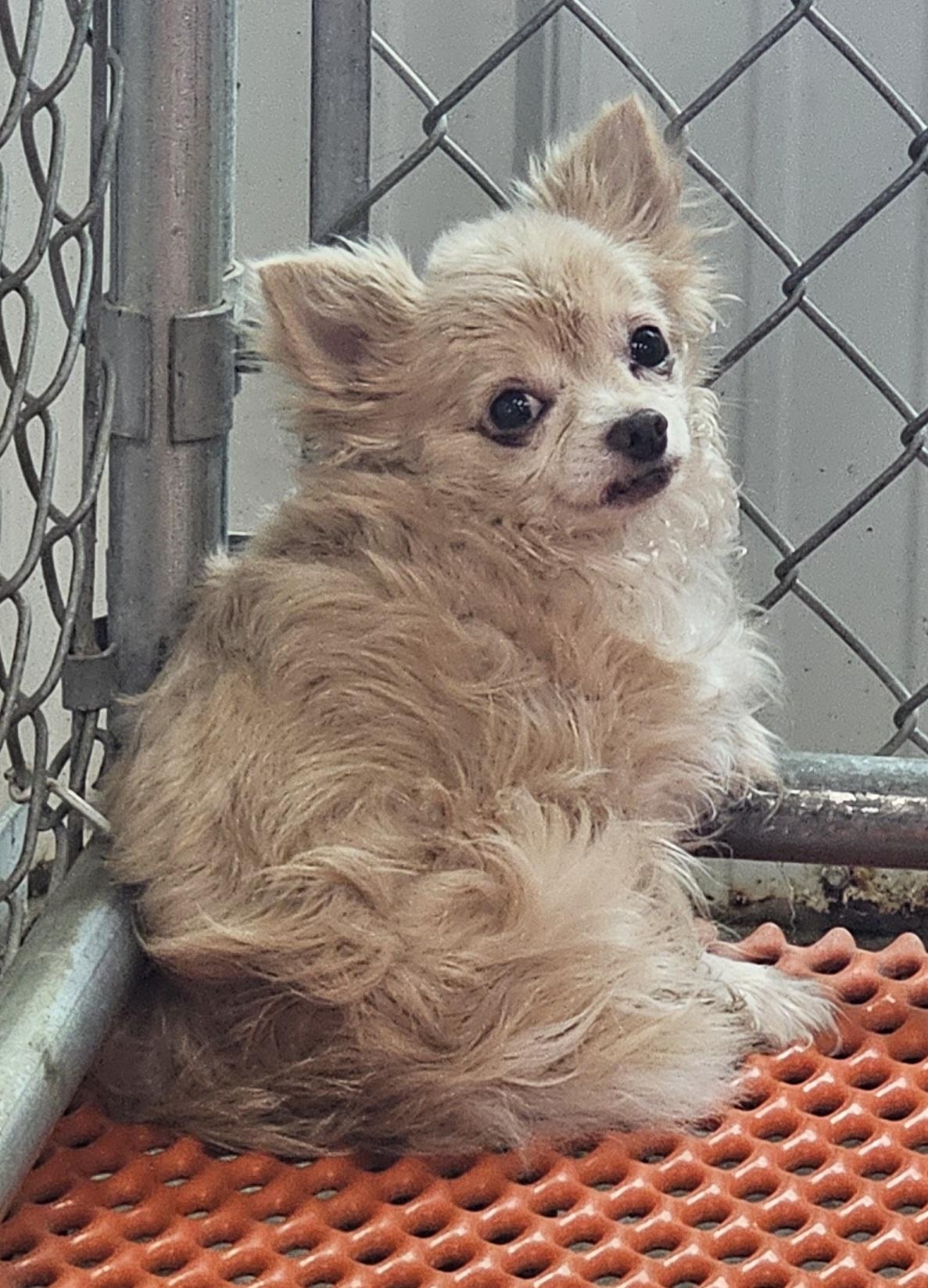 Moody, adopted, Adult Male Chihuahua.