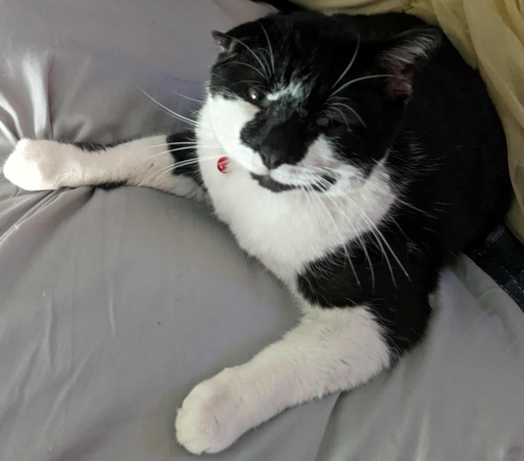 Ollie, an adoptable Tuxedo in Ludington, MI, 49431 | Photo Image 1