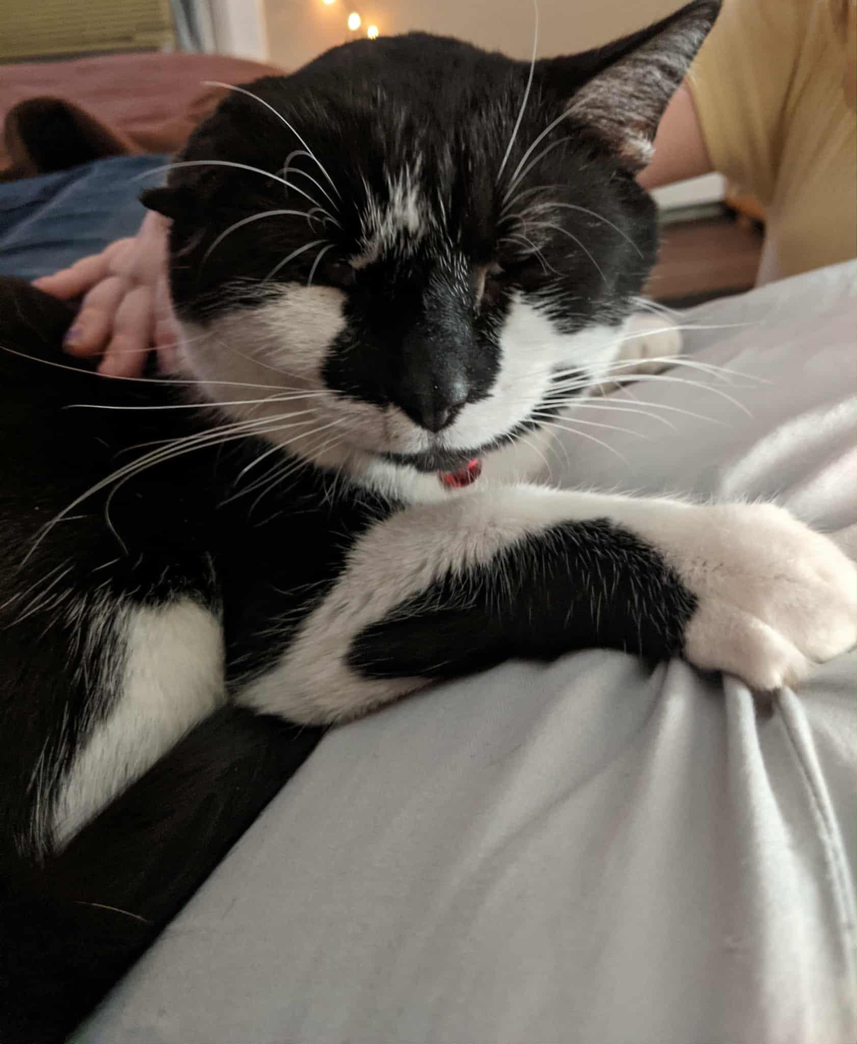 Ollie, an adoptable Tuxedo in Ludington, MI, 49431 | Photo Image 2