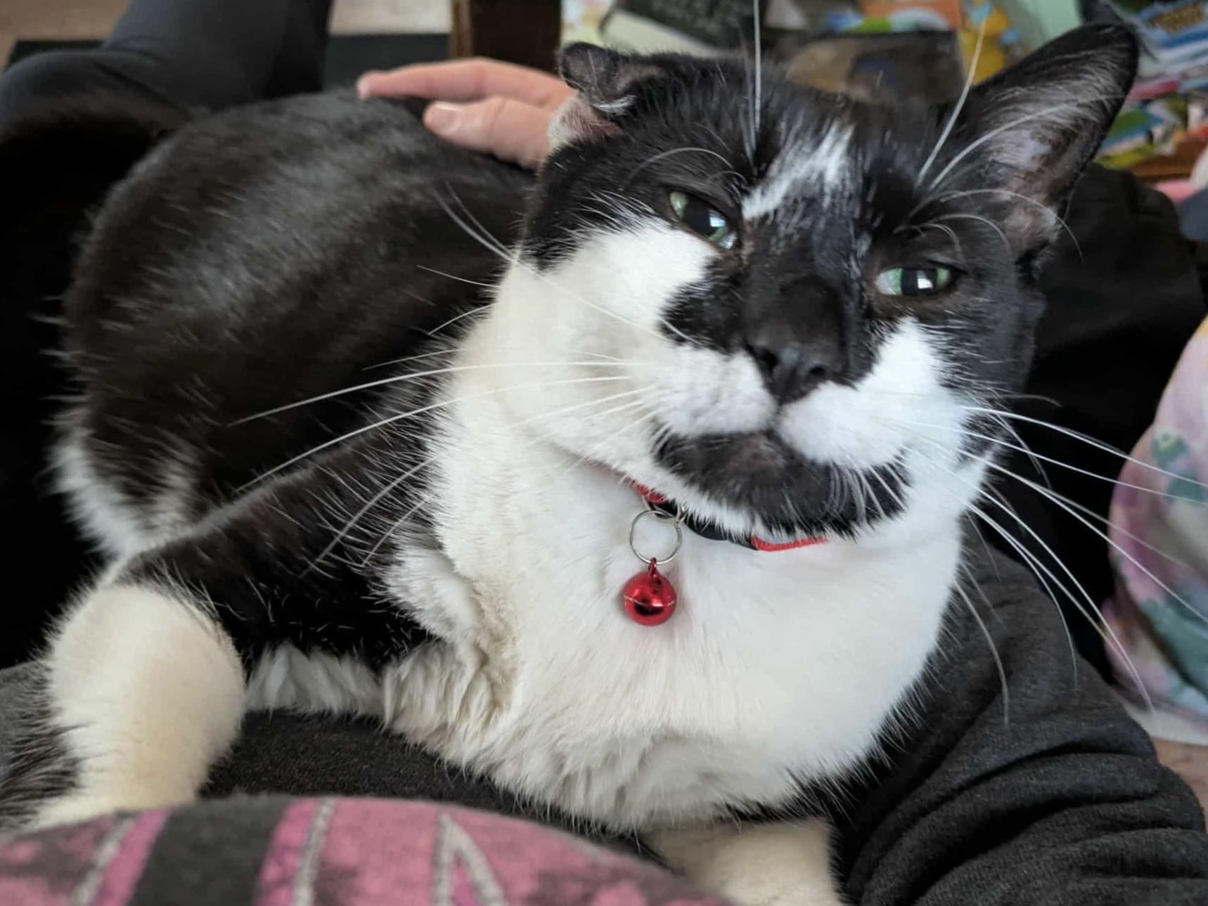 Ollie, a Adoptable Tuxedo in Ludington, MI image 3/3