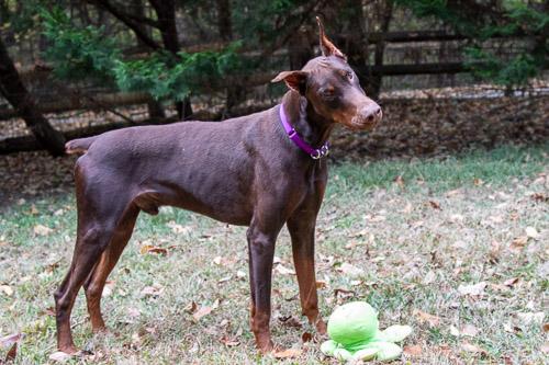 Enlarge XANDER, a Adopted Doberman Pinscher in Greensboro, NC image 1/6