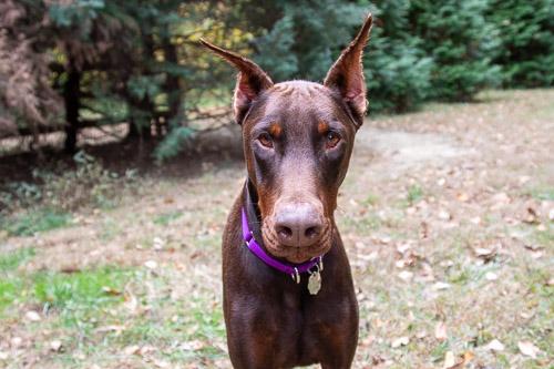 Enlarge XANDER, a Adopted Doberman Pinscher in Greensboro, NC image 3/6