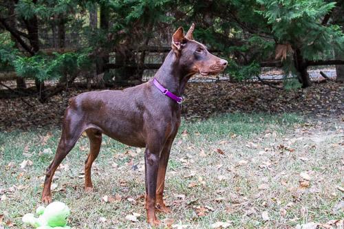 Enlarge XANDER, a Adopted Doberman Pinscher in Greensboro, NC image 4/6