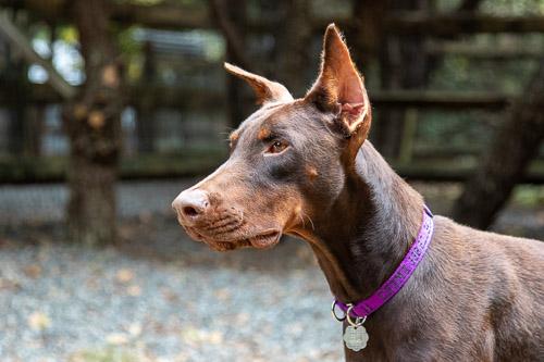 Enlarge XANDER, a Adopted Doberman Pinscher in Greensboro, NC image 5/6
