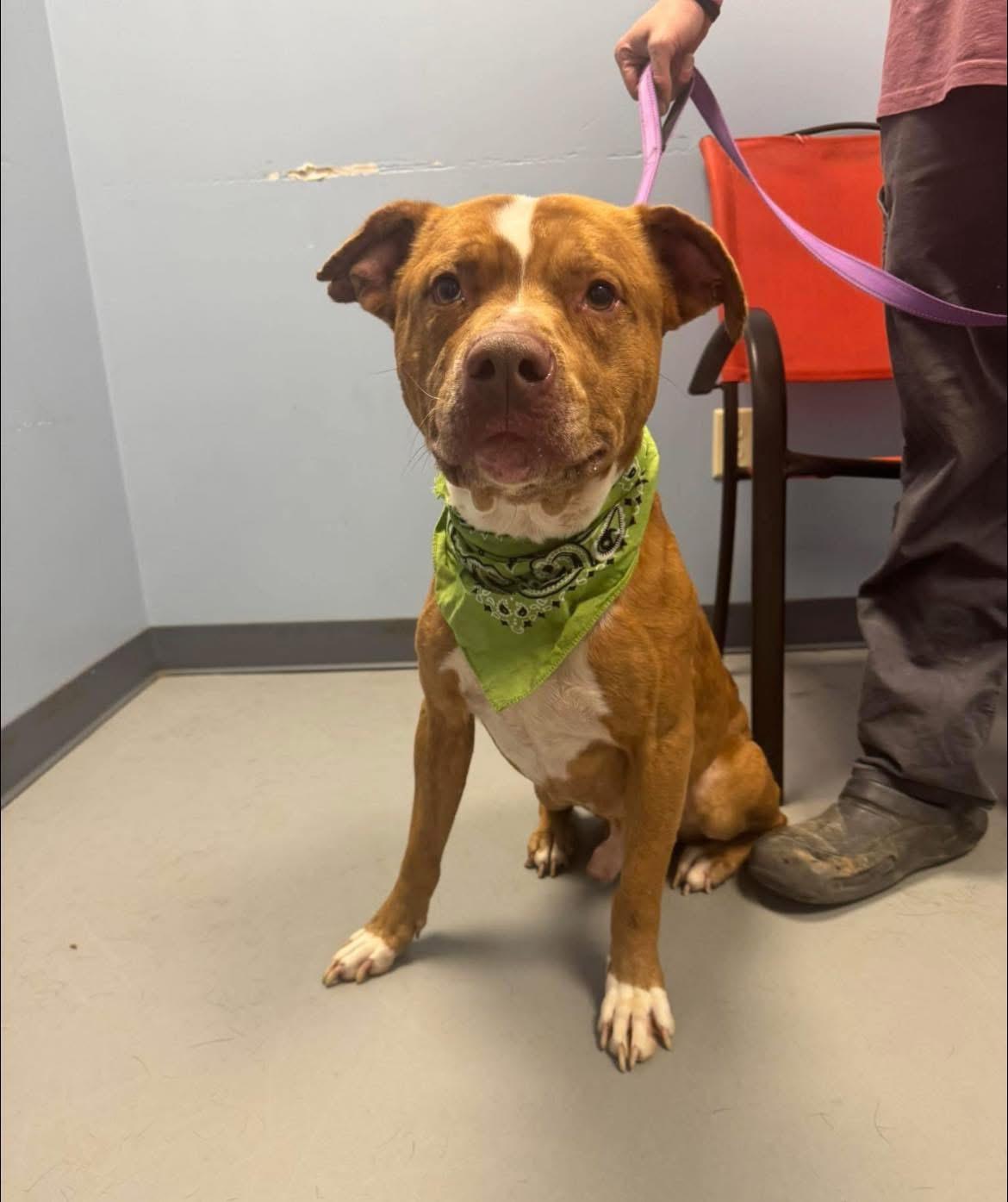 Rambo, ADOPTABLE, Adult Male Terrier.