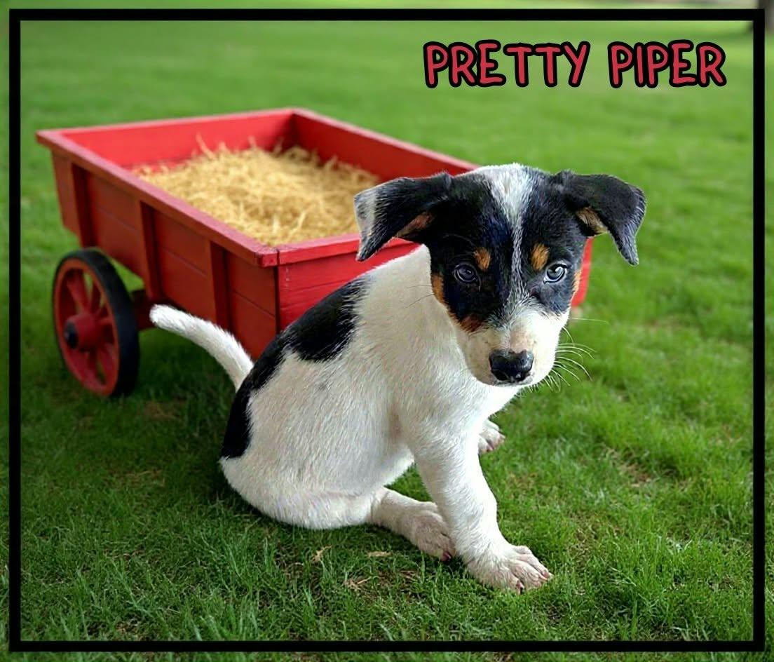 Enlarge Piper, a Adoption Pending mixed breed in Grove, OK image 2/4