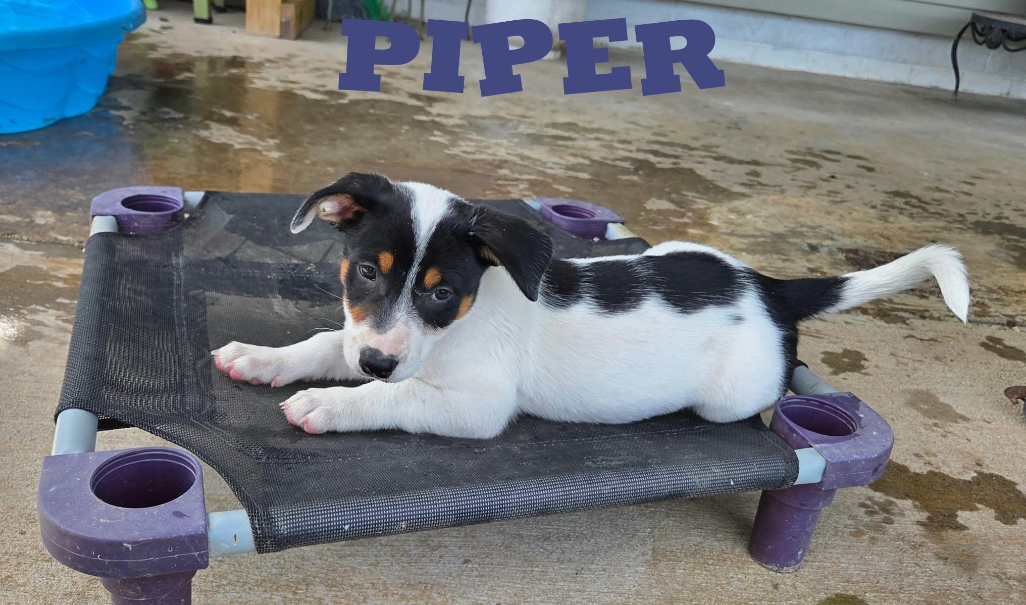 Enlarge Piper, a Adoption Pending mixed breed in Grove, OK image 4/4