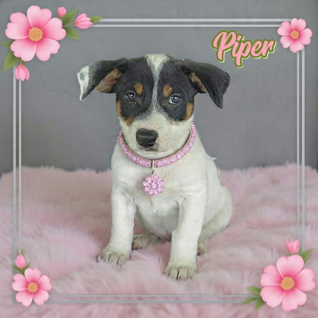 Enlarge Piper, a Adoption Pending mixed breed in Grove, OK image 1/4