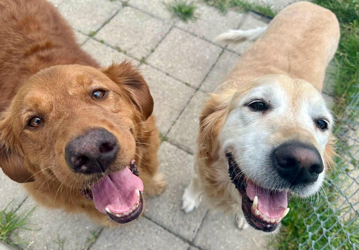 Stormy & Thunder, ADOPTABLE, Senior Female Golden Retriever.