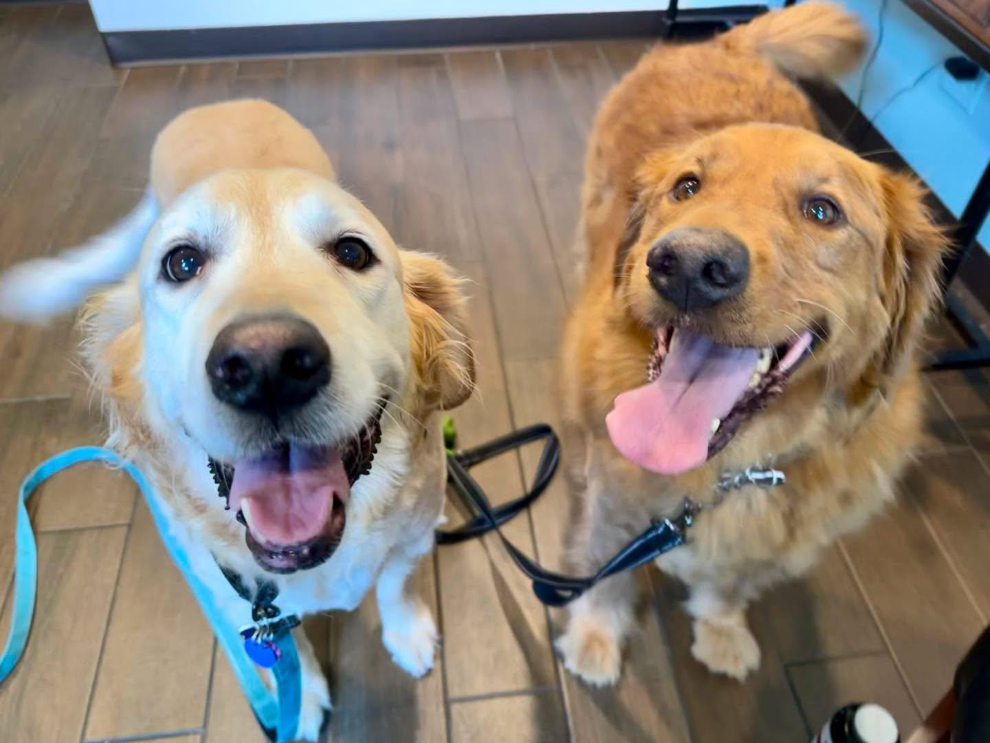 Stormy & Thunder, a ADOPTABLE Golden Retriever in Pacific, MO image 3/6