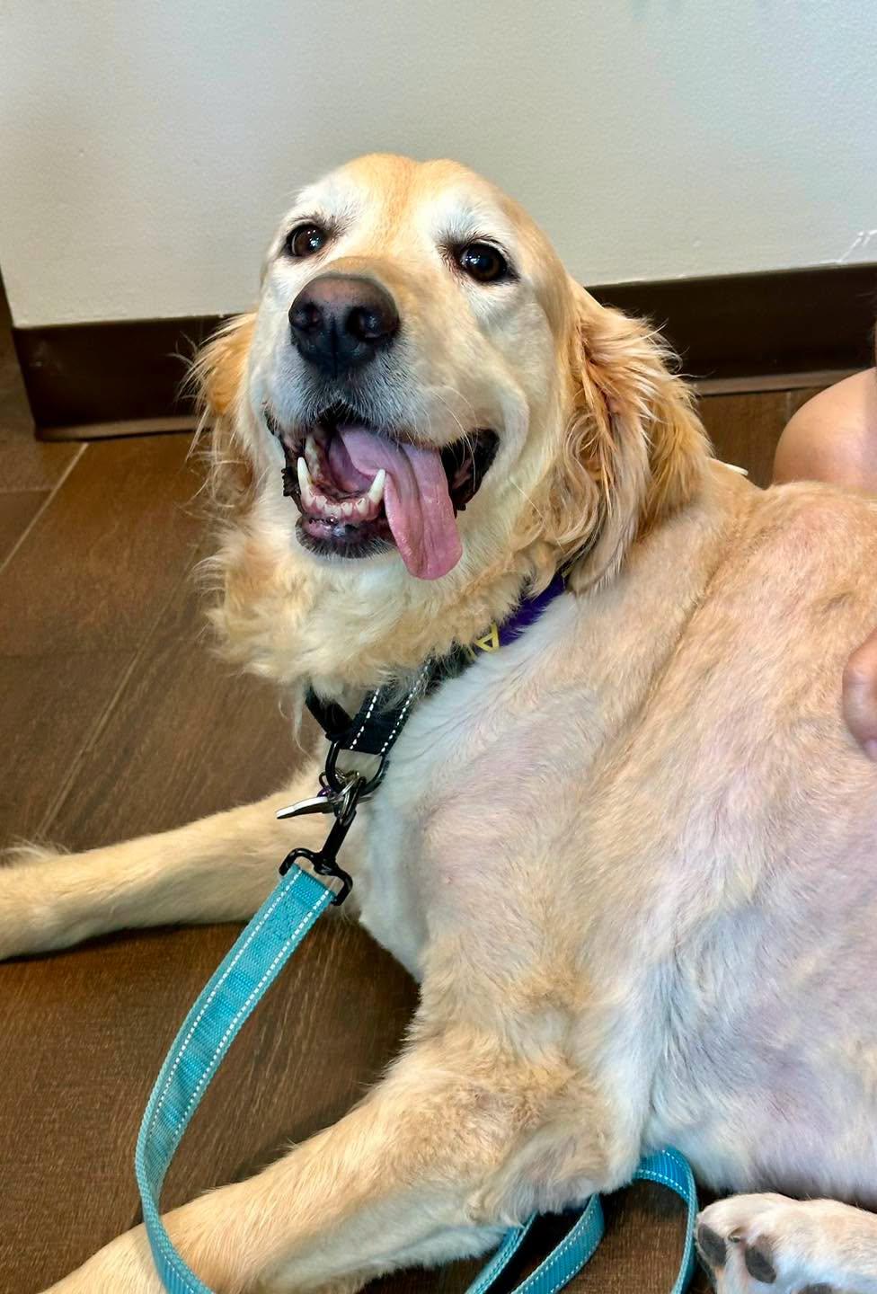 Stormy & Thunder, a ADOPTABLE Golden Retriever in Pacific, MO image 4/6