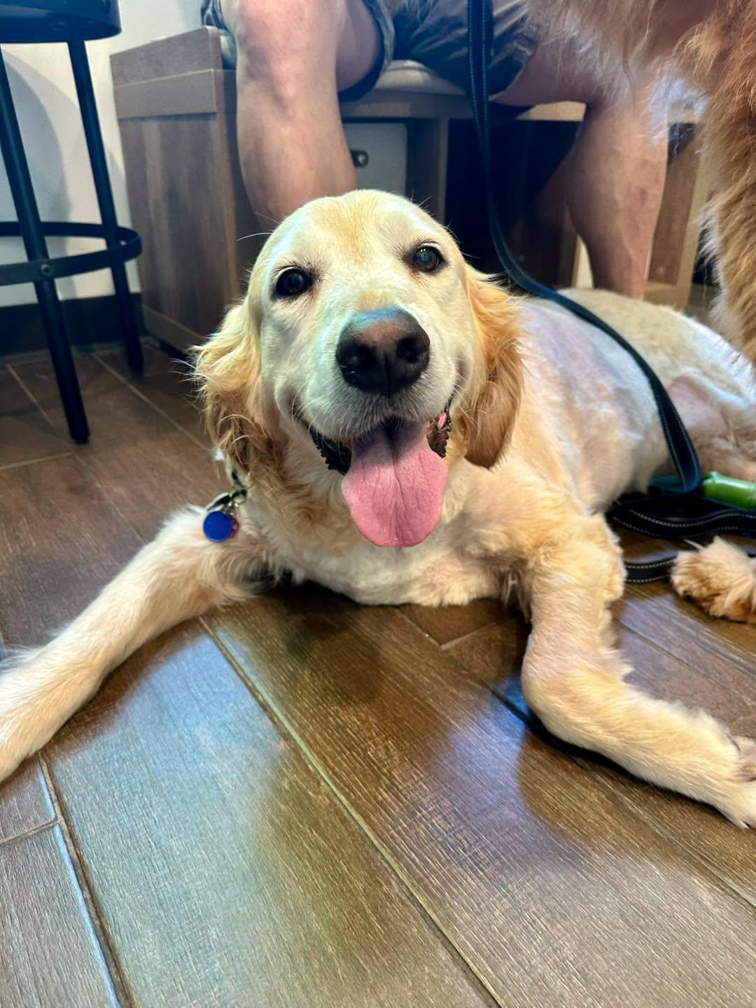 Stormy & Thunder, a ADOPTABLE Golden Retriever in Pacific, MO image 5/6