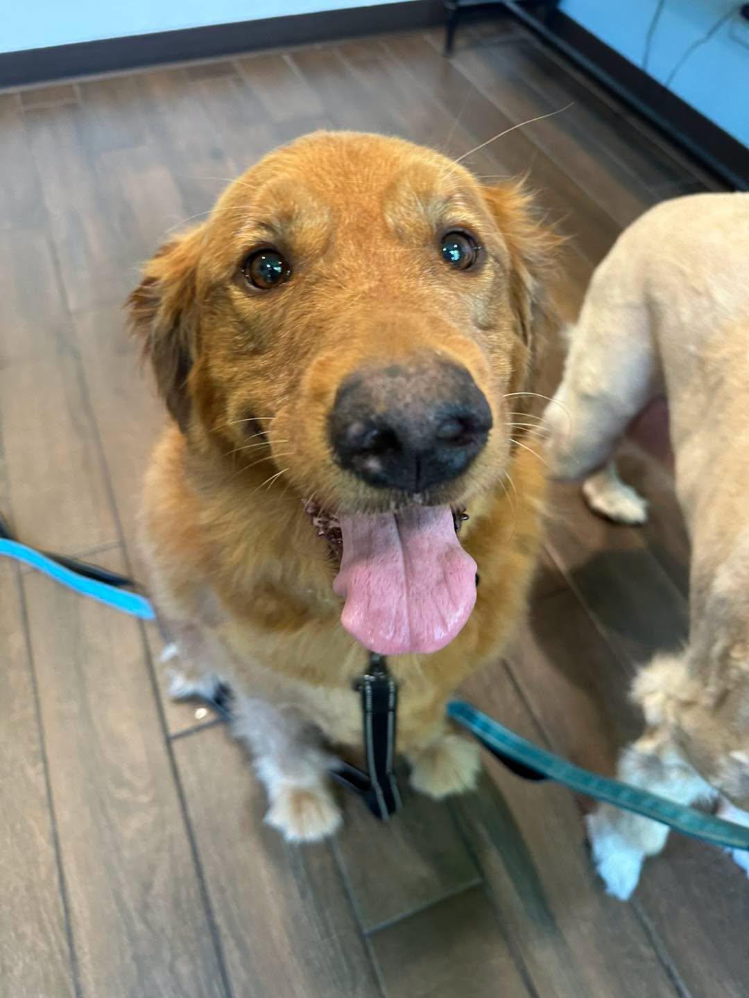 Stormy & Thunder, a ADOPTABLE Golden Retriever in Pacific, MO image 6/6