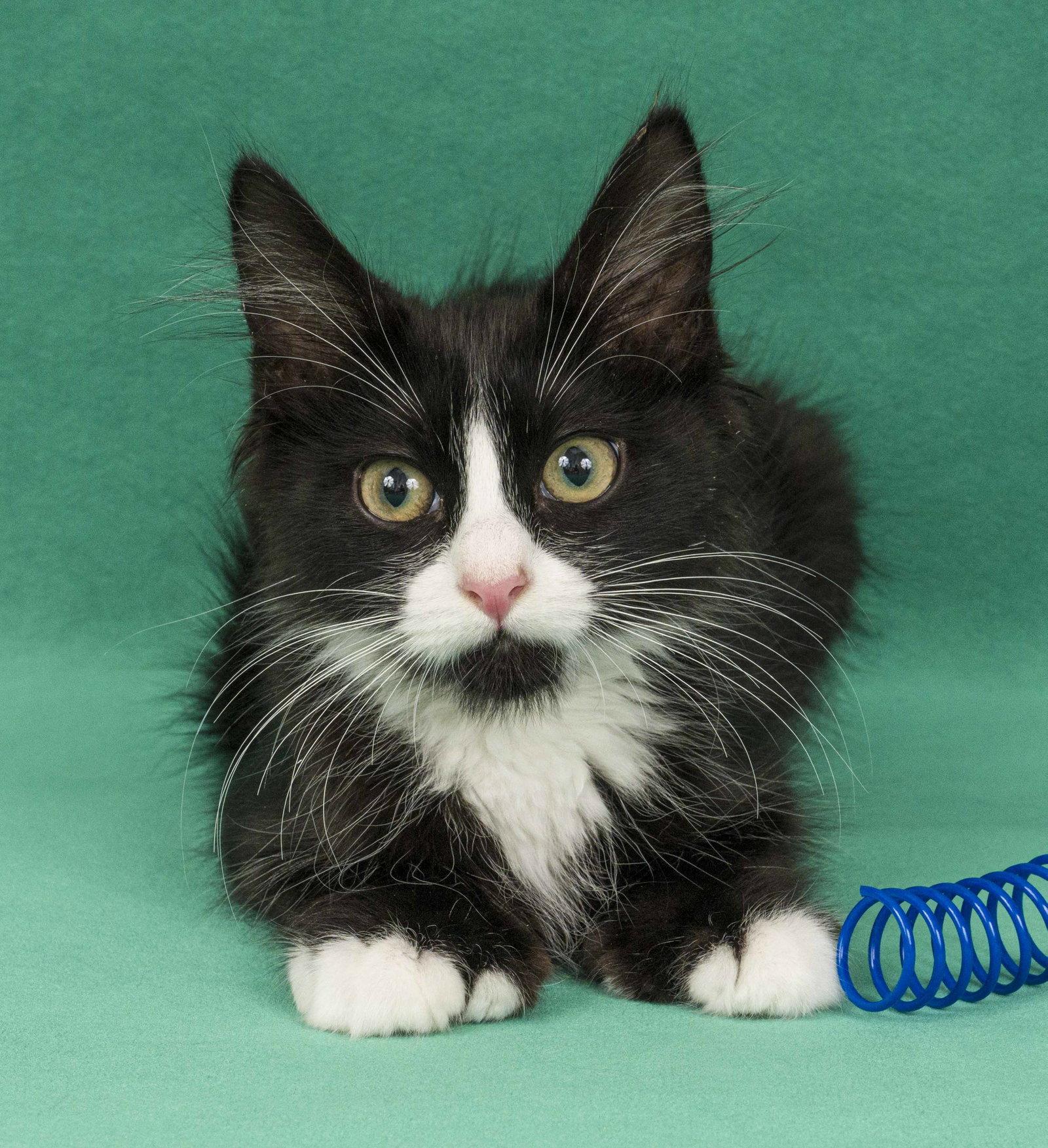 Toes, Adopted, Young Female Domestic Medium Hair.