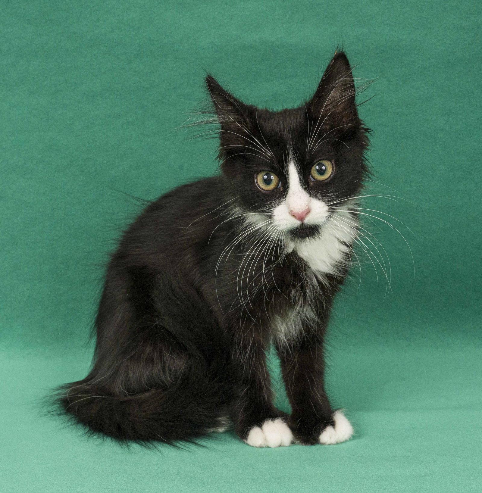 Enlarge Toes, a Adopted Domestic Medium Hair in Davis, CA image 2/3