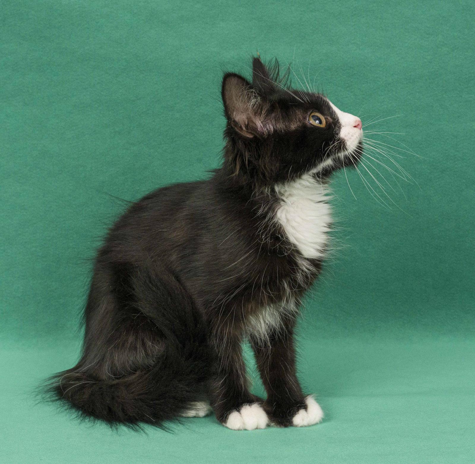 Enlarge Toes, a Adopted Domestic Medium Hair in Davis, CA image 3/3