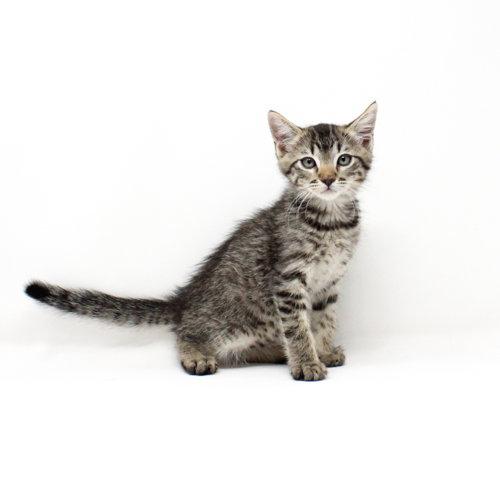 Sung, Adoptable, Kitten Male Domestic Medium Hair.