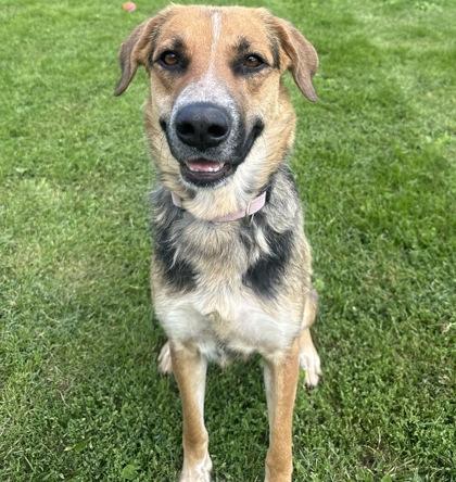 Mae, ADOPTABLE, Young Female Mixed Breed.