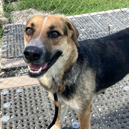 Enlarge Mae, a ADOPTABLE Mixed Breed in Dubuque, IA image 2/3