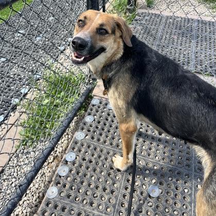 Enlarge Mae, a ADOPTABLE Mixed Breed in Dubuque, IA image 3/3