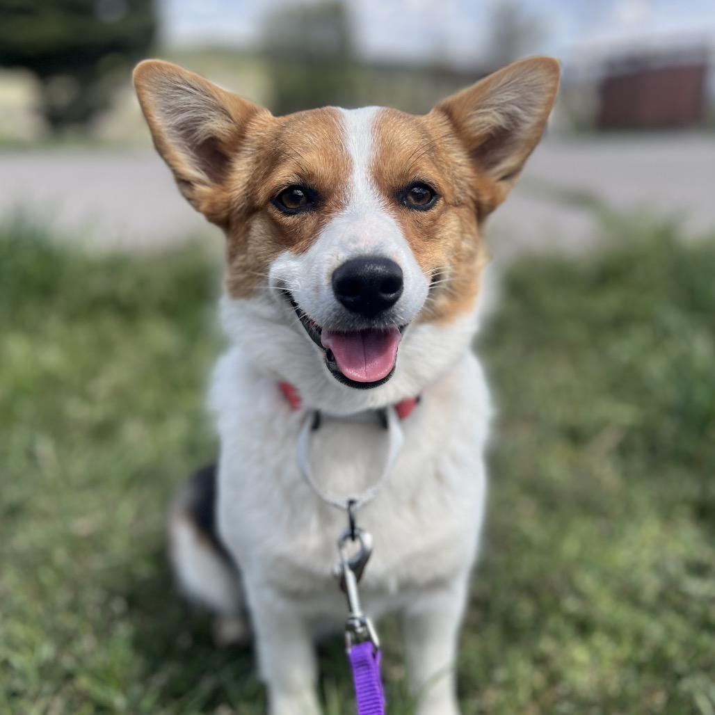 Rosa, Adoptable, Young Female Cardigan Welsh Corgi.
