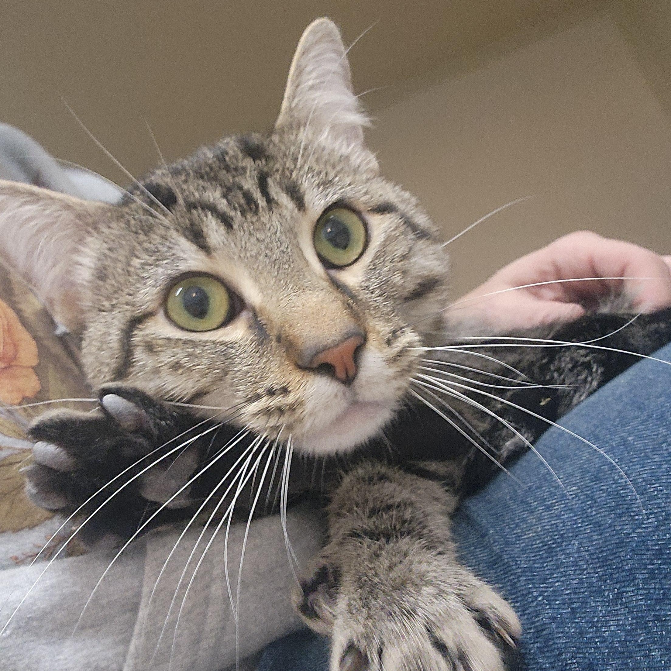 Enlarge Cowboy, a ADOPTABLE Tabby in Tama, IA image 2/2