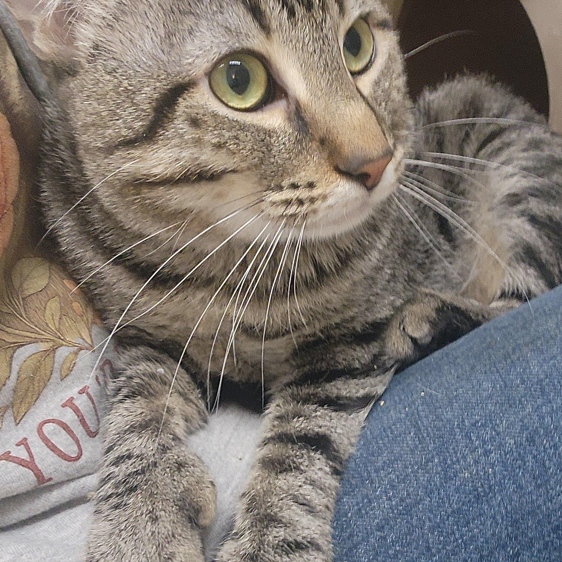 Enlarge Cowboy, a ADOPTABLE Tabby in Tama, IA image 1/2