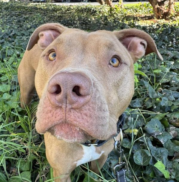 Kai, Adoptable, Young Male Pit Bull Terrier.