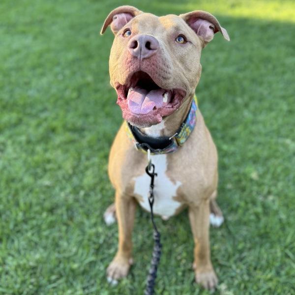 Enlarge Kai, a Adoptable mixed breed in Oakland, CA image 2/6