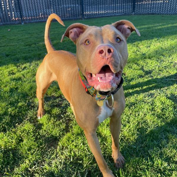 Enlarge Kai, a Adoptable mixed breed in Oakland, CA image 3/6