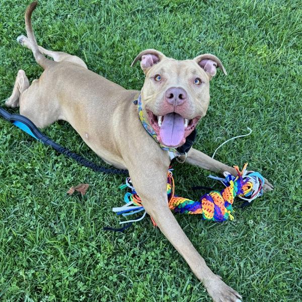 Enlarge Kai, a Adoptable mixed breed in Oakland, CA image 5/6