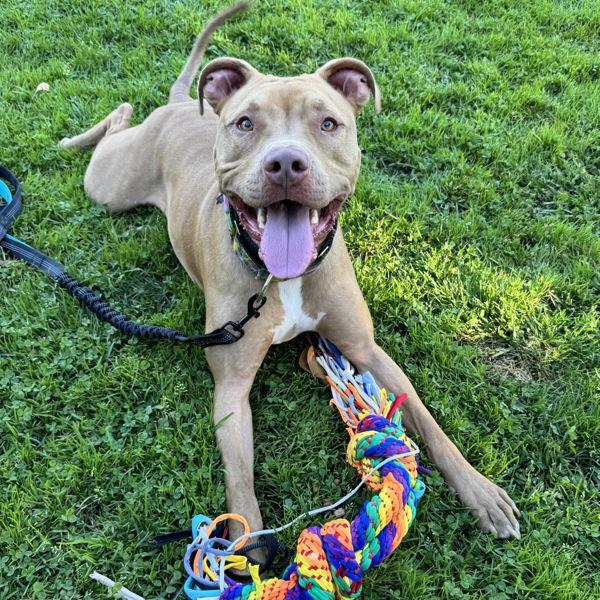 Enlarge Kai, a Adoptable mixed breed in Oakland, CA image 6/6