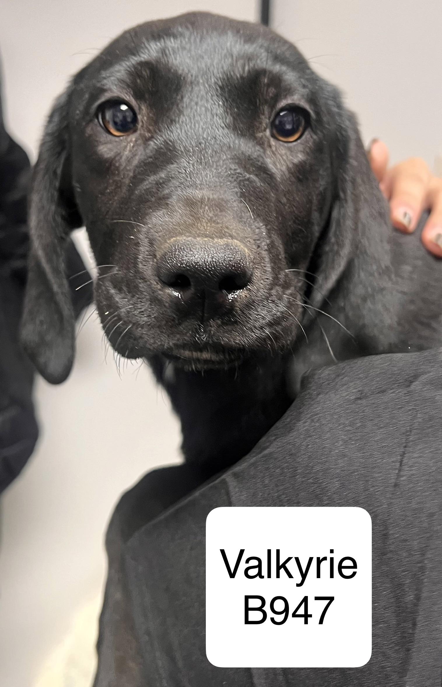 Valkyrie, ADOPTABLE, Puppy Female Hound.