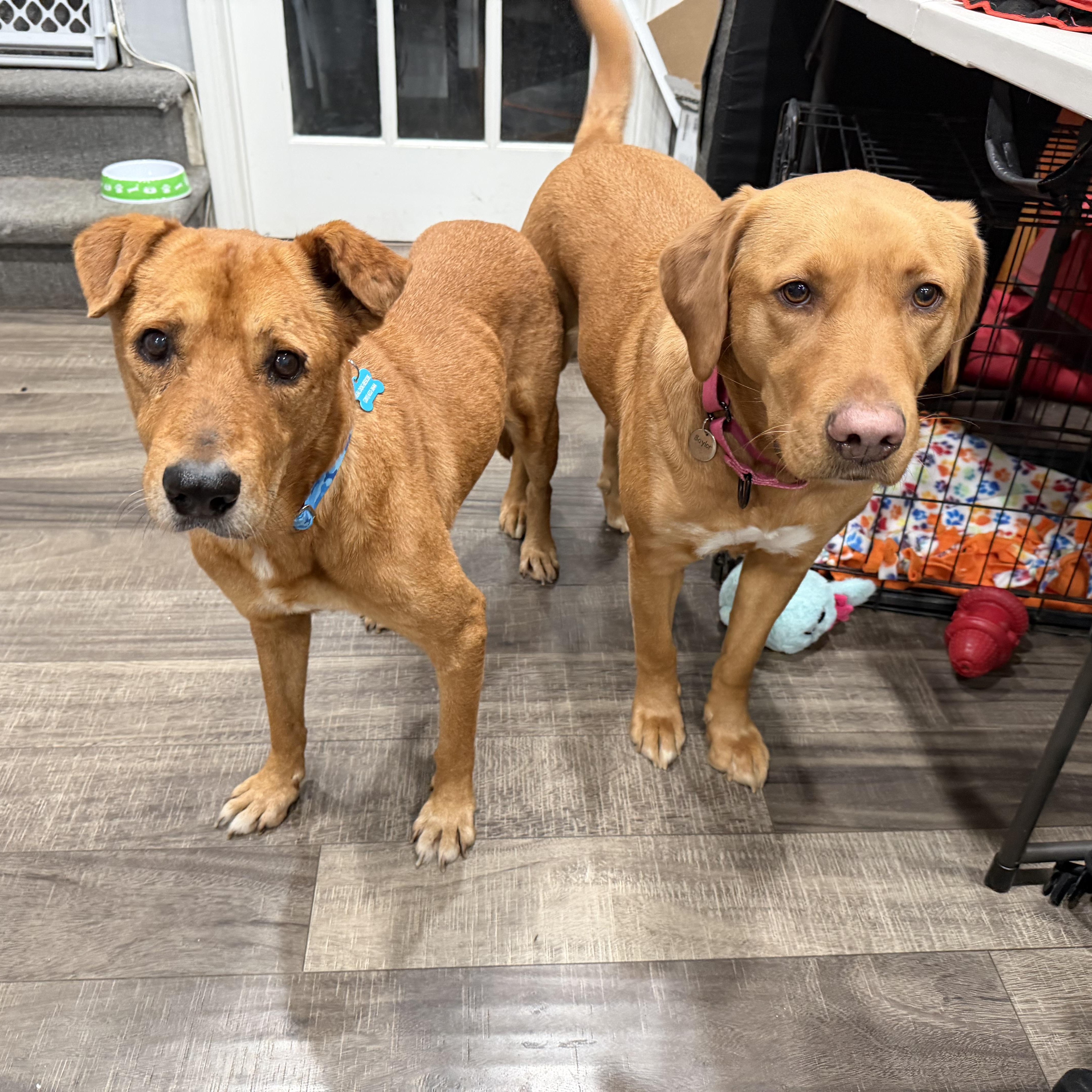 Churro, a ADOPTABLE mixed breed in Mahwah, NJ image 4/6