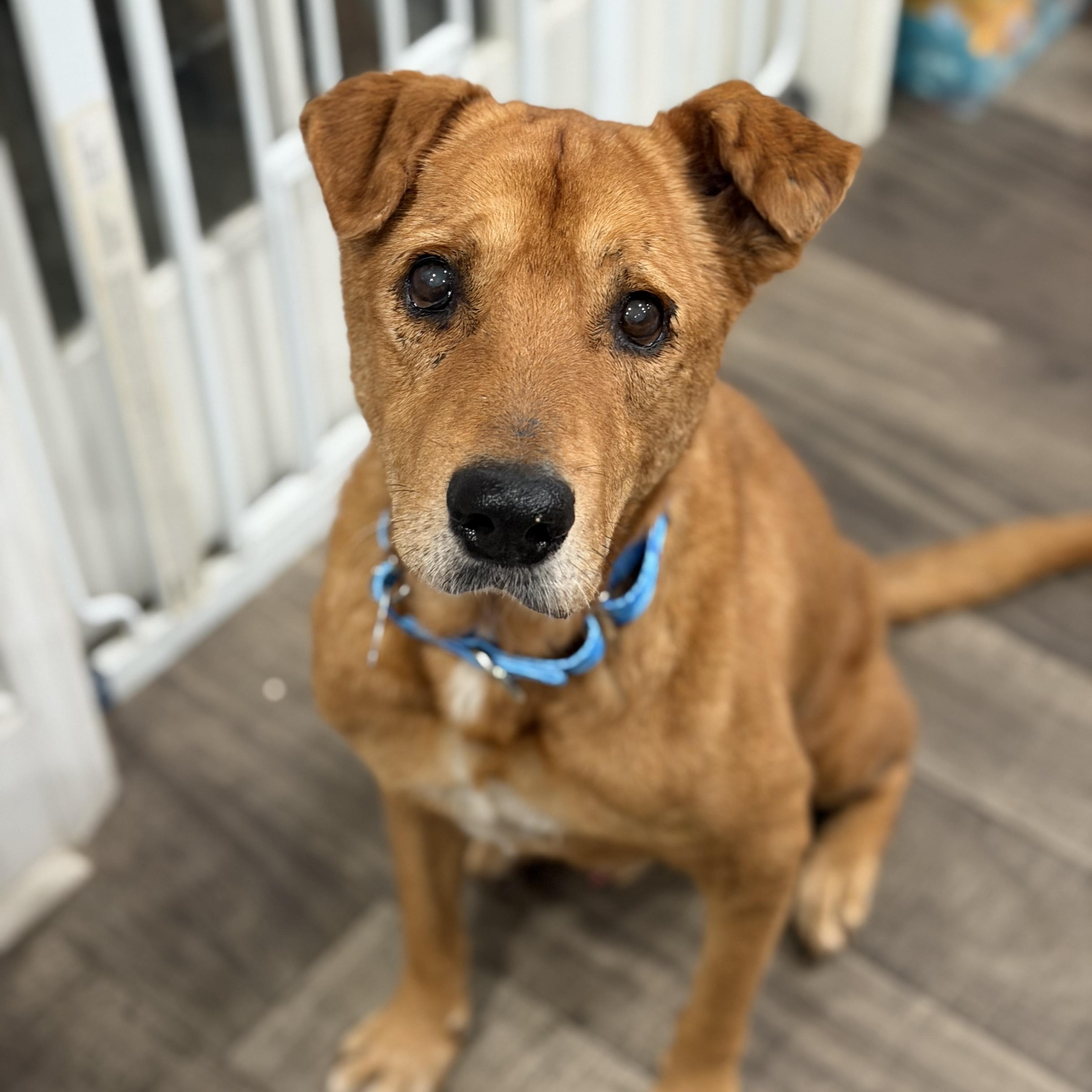 Churro, a ADOPTABLE mixed breed in Mahwah, NJ image 1/6