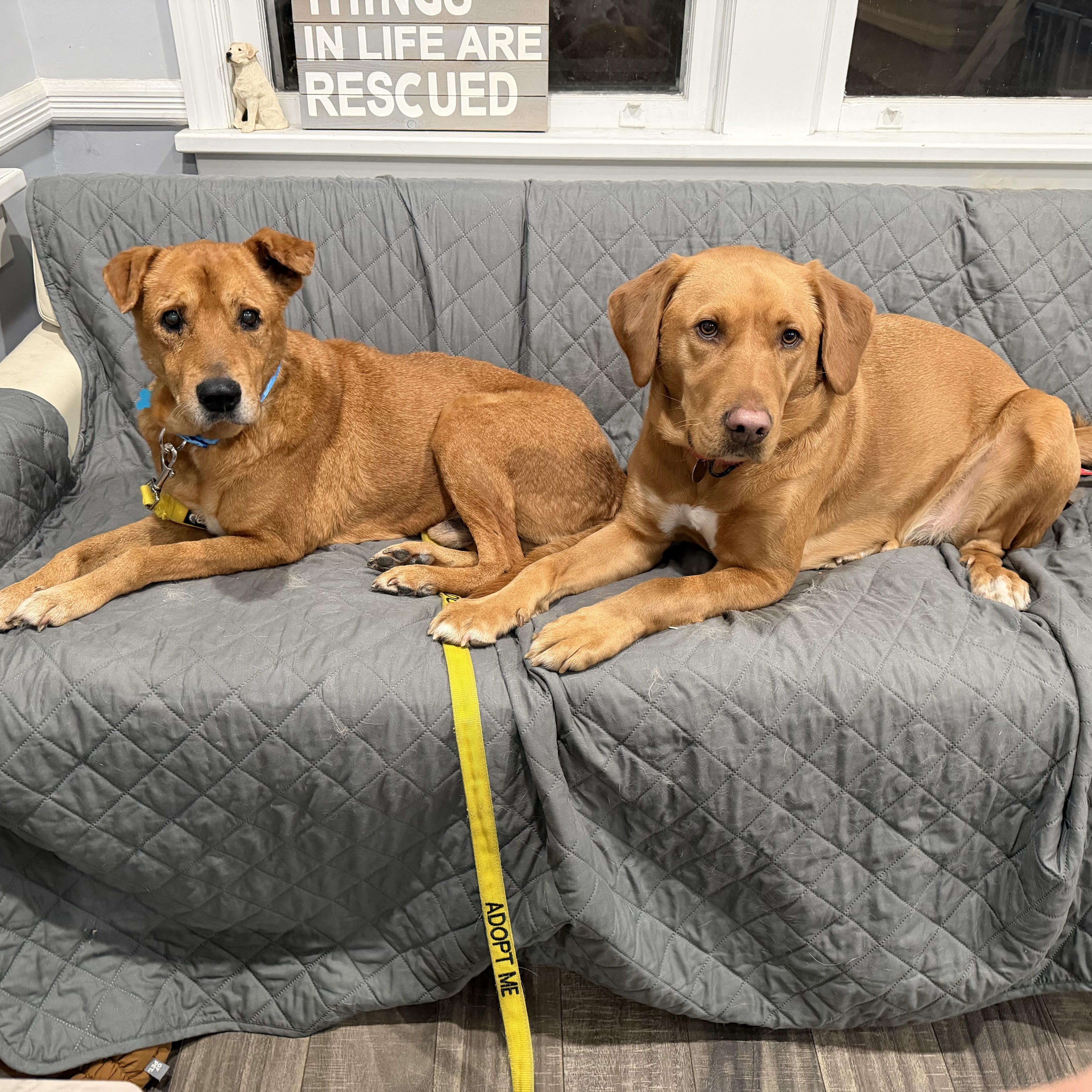 Churro, a ADOPTABLE mixed breed in Mahwah, NJ image 3/6