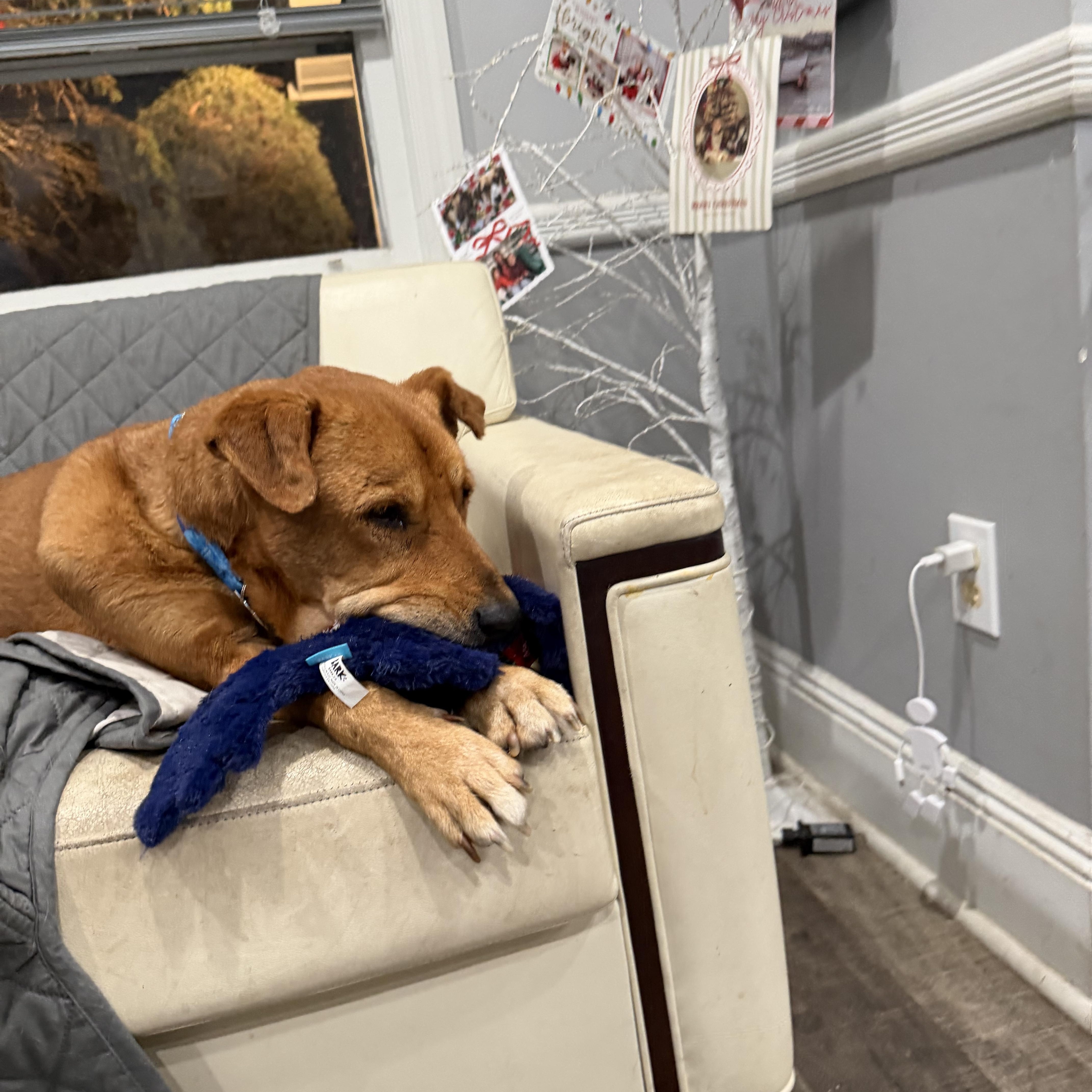 Churro, a ADOPTABLE mixed breed in Mahwah, NJ image 2/6