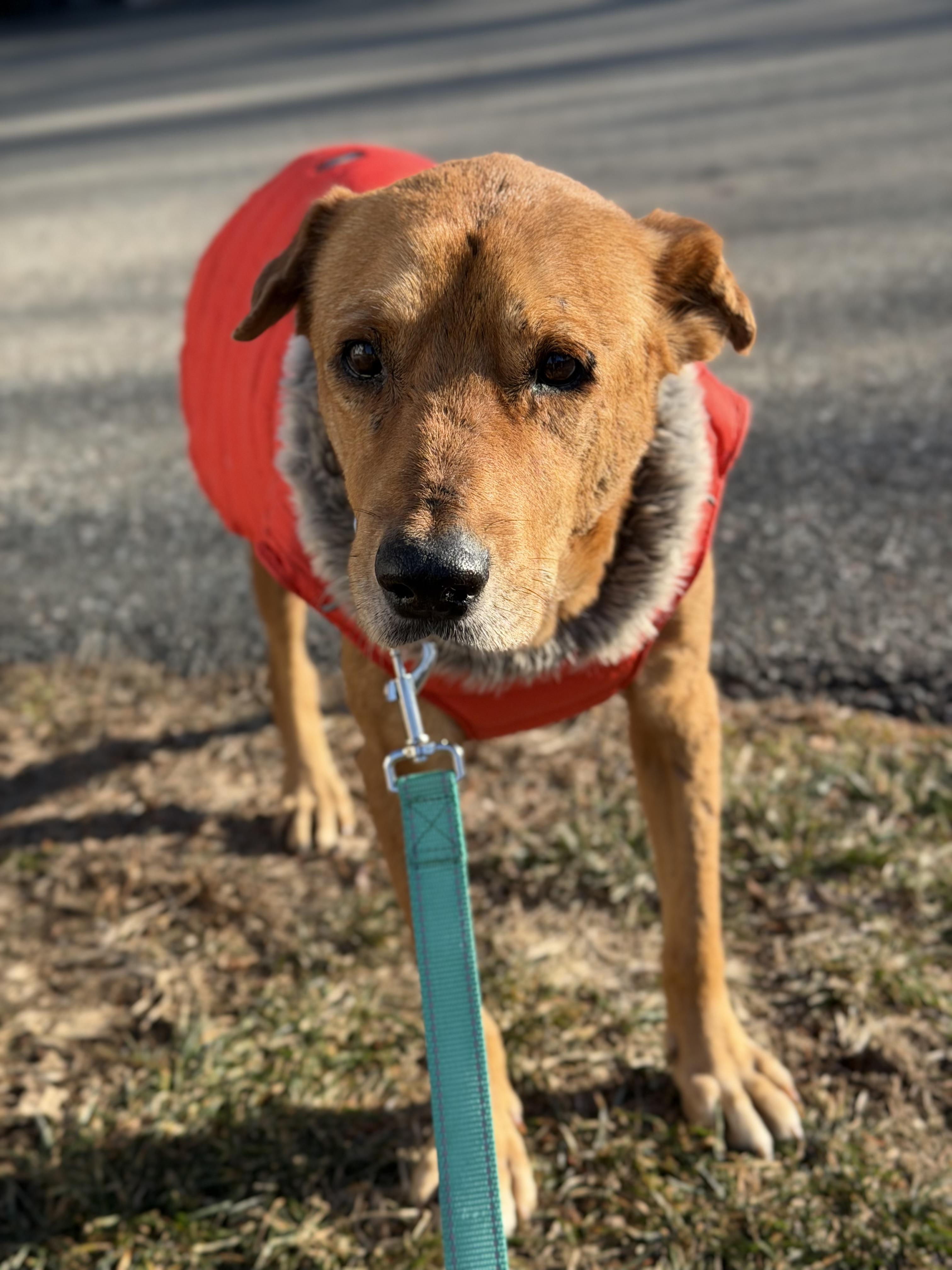Churro, a ADOPTABLE mixed breed in Mahwah, NJ image 5/6